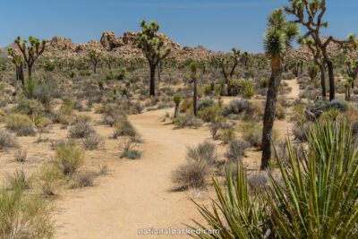 Boy Scout Trail in Joshua Tree National Park in California