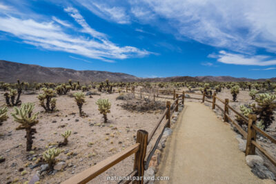 Cholla Gardens in Joshua Tree National Park in California