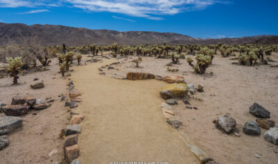 Cholla Gardens Trail, Joshua Tree National Park, California