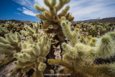 Cholla Gardens, Joshua Tree National Park, California