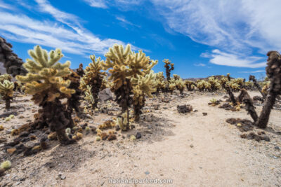 Cholla Gardens in Joshua Tree National Park in California