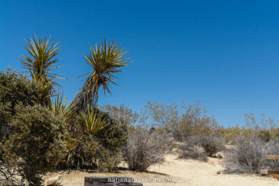 Cottonwood Campground in Joshua Tree National Park in California