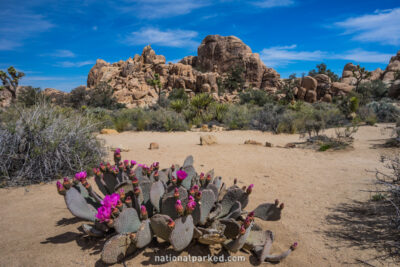 Hidden Valley Nature Trail, Joshua Tree National Park, California