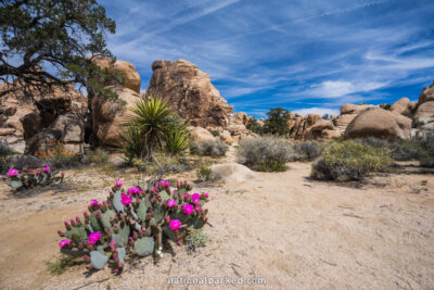 Hidden Valley Nature Trail in Joshua Tree National Park in California