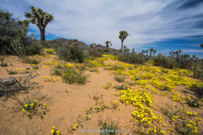 Lost Horse Valley in Joshua Tree National Park in California