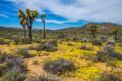 Lost Horse Valley, Joshua Tree National Park, California