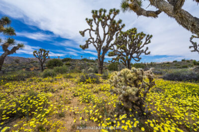 Lost Horse Valley in Joshua Tree National Park in California