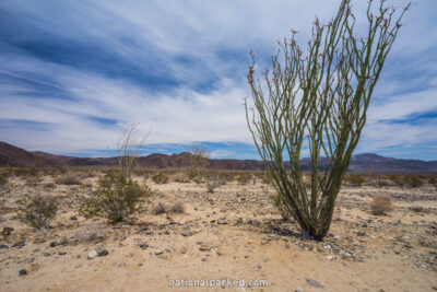 Ocotillo Patch in Joshua Tree National Park in California