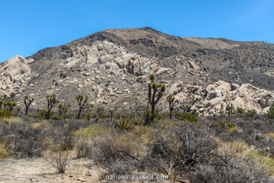 Oyster Bar in Joshua Tree National Park in California