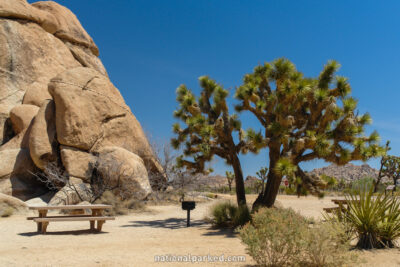 Quail Spring Picnic Area in Joshua Tree National Park in California