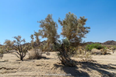 Smoke Tree Wash in Joshua Tree National Park in California