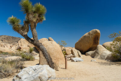 in Joshua Tree National Park in California