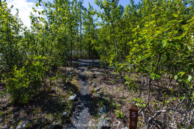 Exit Glacier Campground in Kenai Fjords National Park in Alaska