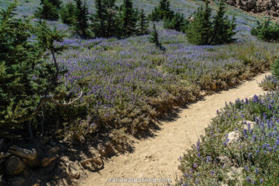 Bumpass Hell Trail in Lassen Volcanic National Park in California