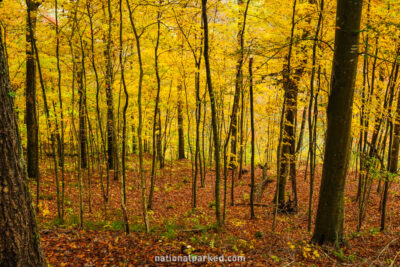 Turnhole Bend Trail in Mammoth Cave National Park in Kentucky