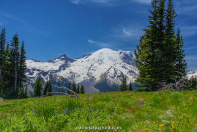 Sunrise Meadow in Mount Rainier National Park in Washington