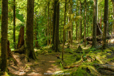 Ancient Groves Nature Trail in Olympic National Park in Washington