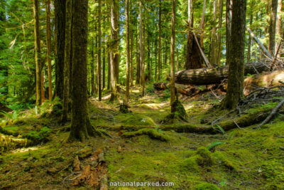Ancient Groves Nature Trail in Olympic National Park in Washington