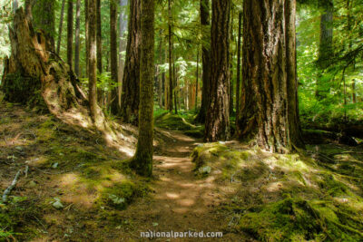 Ancient Groves Nature Trail in Olympic National Park in Washington