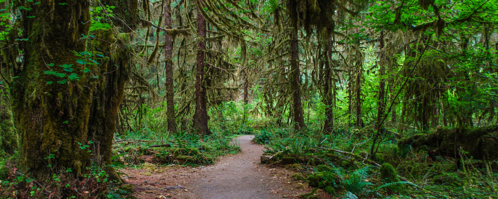 Olympic National Park Hiking Trails - National Parked