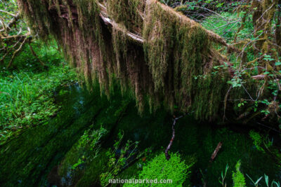 Hall of Mosses in Olympic National Park in Washington