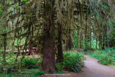 Hall of Mosses in Olympic National Park in Washington