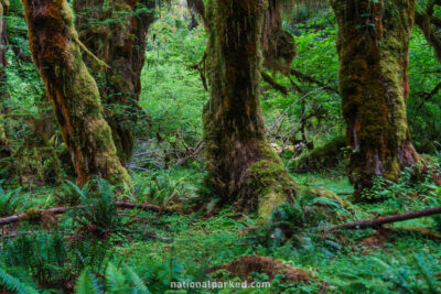 Hall of Mosses in Olympic National Park in Washington