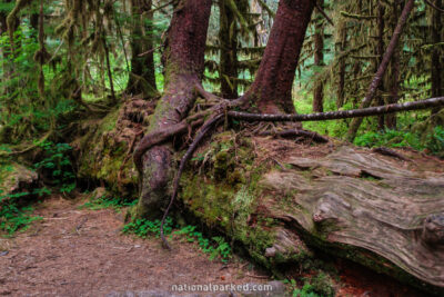 Hall of Mosses in Olympic National Park in Washington