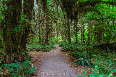 Hall of Mosses in Olympic National Park in Washington