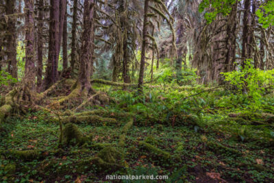 Hall of Mosses in Olympic National Park in Washington