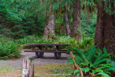 Hoh Campground in Olympic National Park in Washington