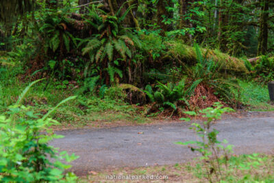 Hoh Campground in Olympic National Park in Washington