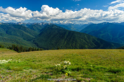 Hurricane Ridge in Olympic National Park in Washington