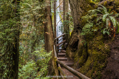Marymere Falls Trail in Olympic National Park in Washington