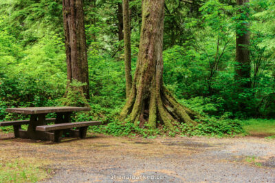 Mora Campground in Olympic National Park in Washington