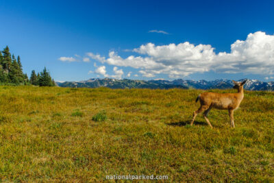Mule Deer at Hurricane Ridge in Olympic National Park in Washington