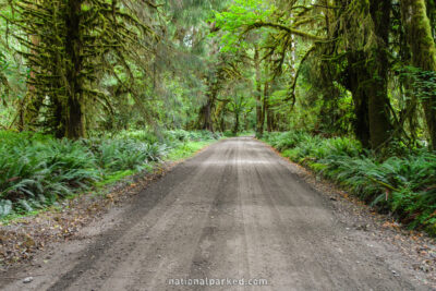 Quinault North Shore Road in Olympic National Park in Washington