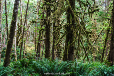 Quinault Rain Forest in Olympic National Park in Washington
