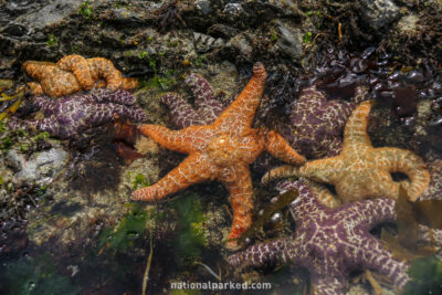 Rialto Beach Tidepools in Olympic National Park in Washington