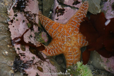 Rialto Beach Tidepools in Olympic National Park in Washington