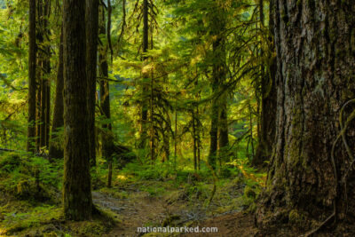 Sol Duc Forest in Olympic National Park in Washington