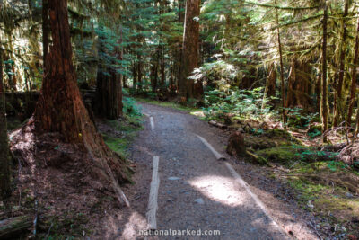 Sol Duc Trail in Olympic National Park in Washington