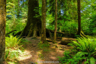 Spruce Nature Trail in Olympic National Park in Washington