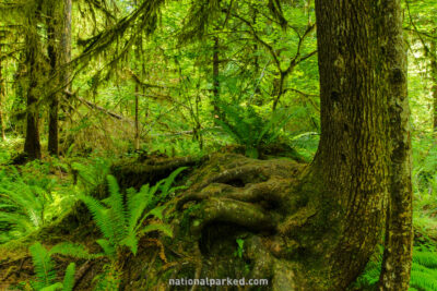 Spruce Nature Trail in Olympic National Park in Washington