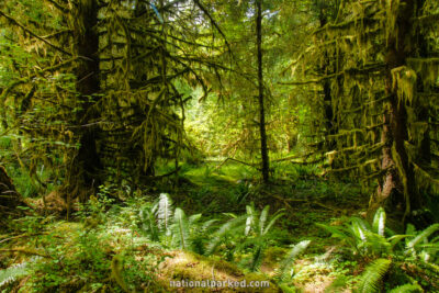 Spruce Nature Trail in Olympic National Park in Washington