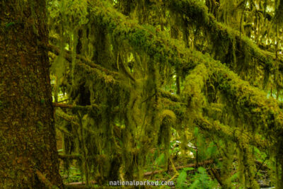 Spruce Nature Trail in Olympic National Park in Washington