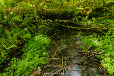 Spruce Nature Trail in Olympic National Park in Washington