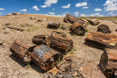 Crystal Forest in Petrified Forest National Park in Arizona