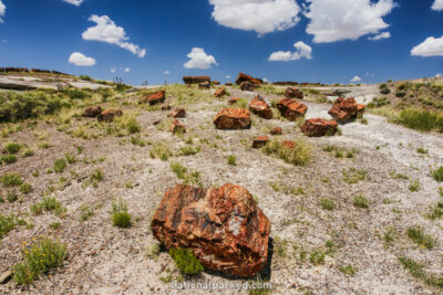 Rainbow Forest in Petrified Forest National Park in Arizona