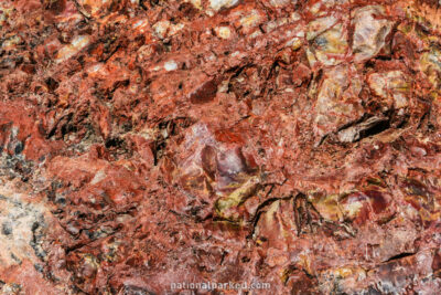 Rainbow Forest in Petrified Forest National Park in Arizona